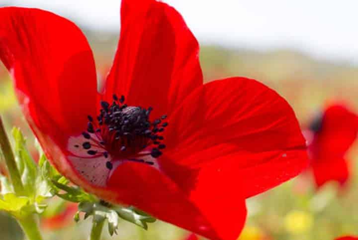 Spring Wildflowers of Israel