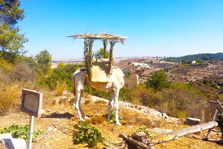 Neot Kedumim: Bringing the Biblical Landscape to Life